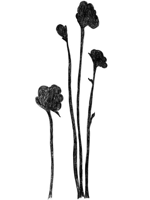 Shadow Flowers 